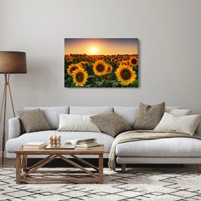 Obraz - Slnečnica (90x60 cm)