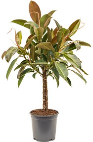 Ficus elastica Melany 27x120 cm