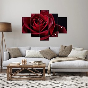 Obraz - Červená ruža (150x105 cm)