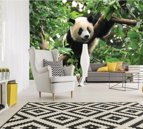Fototapeta - Panda na strome (254x184 cm)
