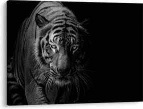 Obraz divokého tigra (70x50 cm)