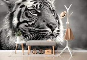 Samolepiaca fototapeta bengálsky čiernobiely tiger - 150x100