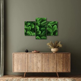 Obraz - Vetvičky ihličnanu (90x60 cm)