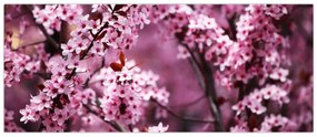Obraz - Ružová sakura (120x50 cm)