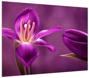 Obraz fialového kvetu (70x50 cm)