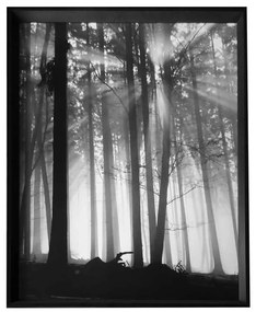- Forest Dawn | 66.8x86.8