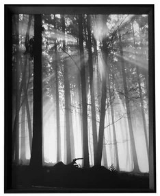 - Forest Dawn | 66.8x86.8