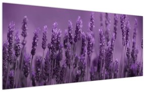 Obraz - Levanduľa (120x50 cm)