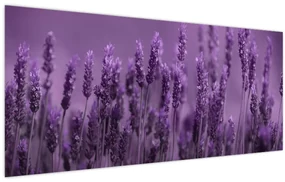 Obraz - Levanduľa (120x50 cm)