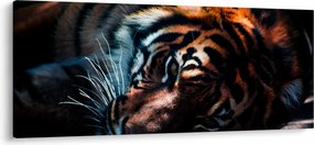 Obraz ležiaceho tigra (120x50 cm)