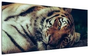 Obraz - Tiger Sibírsky (120x50 cm)