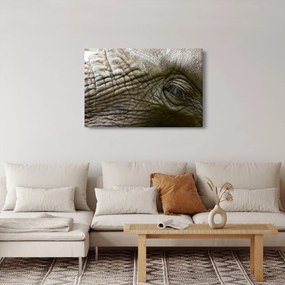 Obraz - Detailné fotografie starého slonieho oka (90x60 cm)