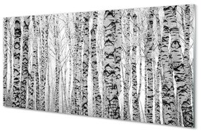Nástenný panel  Čierna a biela breza 100x50 cm