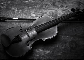 Obraz - Viola (70x50 cm)