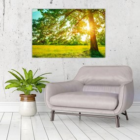 Obraz - Slnečný les (90x60 cm)