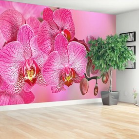 Fototapeta Vliesová Ružová orchidea 208x146 cm