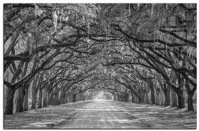 Obraz na plátne - Historické dubové stromy lemované poľnou cestou 1239QA (60x40 cm)