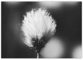 Sklenený obraz - Čiernobiely cottongrass (70x50 cm)