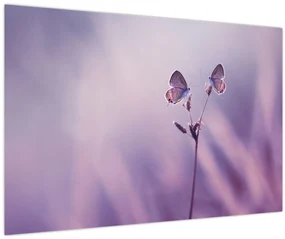 Obraz - Fialové motýliky (90x60 cm)