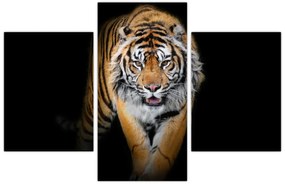 Obraz - Tiger (90x60 cm)