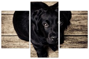 Obraz čierneho šteňaťa (90x60 cm)