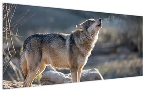 Obraz - Vyjúci vlk (120x50 cm)