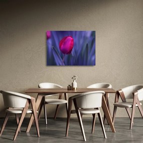 Sklenený obraz pupete tulipánu (70x50 cm)