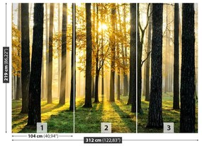 Fototapeta Vliesová Ráno v lese 312x219 cm
