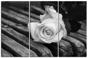 Obraz na plátne - Biela ruža na lavici 1224QB (135x90 cm)