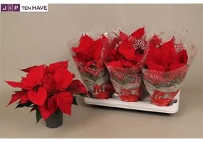 Vianocna ruza/ Euphorbia červená 12x40 cm