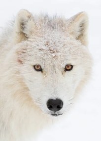 Fotografia Arctic wolf closeup with snow on, Jim Cumming, (30 x 40 cm)