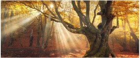 Obraz - Jesenný svit (120x50 cm)