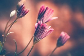 Fototapeta jemné ružové kvety - 300x200