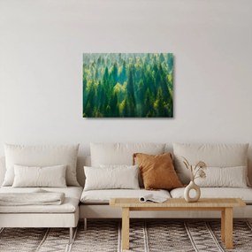Sklenený obraz - Borovicový les (70x50 cm)