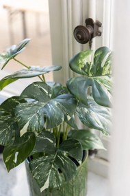 Umělá monstera v květináči zelená – 12,5*11,5*43 cm