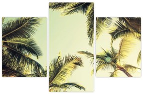 Obraz s kokosovými palmami (90x60 cm)