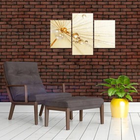 Obraz - Makro fotografie púpavy (90x60 cm)