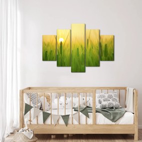Obraz - Pole s obilím (150x105 cm)