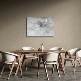 Obraz - Sova, čiernobiela (70x50 cm)