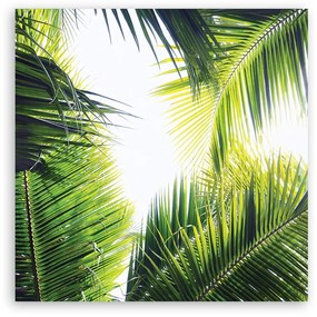 Obraz na plátně, palmové listy - 60x60 cm