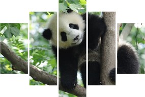 Obraz - Panda na strome (150x105 cm)