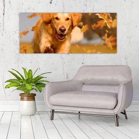 Obraz - Zlatý retriever (120x50 cm)