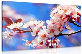 Obraz čerešňový kvet - 120x80
