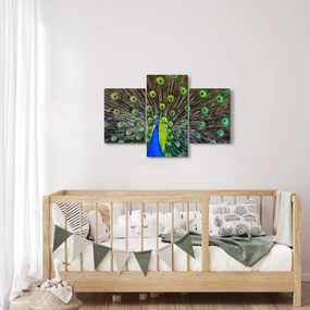Obraz - Páv (90x60 cm)