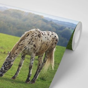 Samolepiaca fototapeta kôň na lúke - 450x300