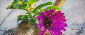 Obraz rezanej kvetiny (120x50 cm)