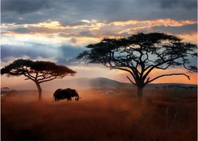 Sklenený obraz - Národný park Serengeti, Tanzánia, Afrika (70x50 cm)
