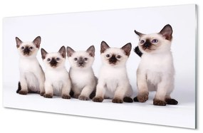 Obraz na akrylátovom skle Malé mačky 125x50 cm
