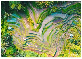 Sklenený obraz ryžových polí z vtáčej perspektívy (70x50 cm)