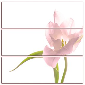 Obraz na plátne - Tulipán - štvorec 381QC (105x105 cm)
